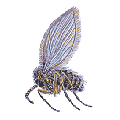 Abortfliege