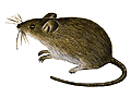 Hausmaus