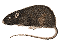 Hausratte