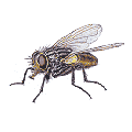 Stubenfliege