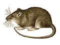 Wanderratte
