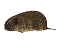 W&uuml;hlmaus