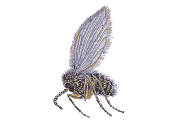 Abortfliege