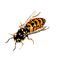 Deutsche Wespe