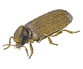 Holzwurm