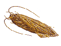 Samenmotte