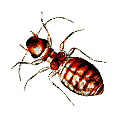 Staublaus