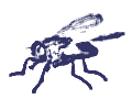 Fliegen